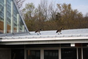 Geese on their way to the Centre for Conservation exhibit