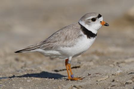 Piping plover photo courtesy GFDL & Wikipedia