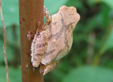 Spring peeper. Photo provided by Conservation Halton.