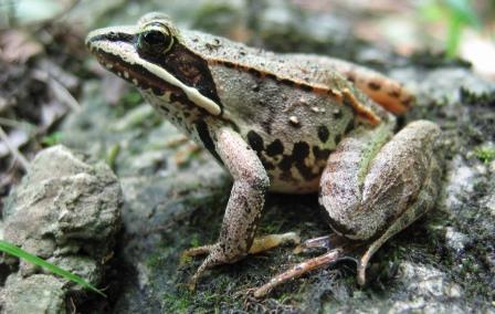 Wood frog. Photo provided by Conservation Halton.