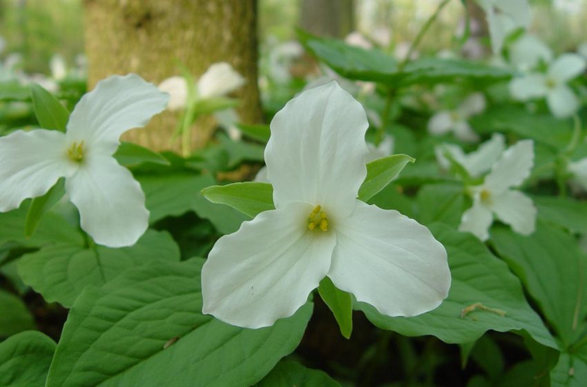  Fleeting Beauty of Spring